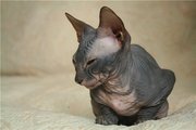 Котята донского сфинкса