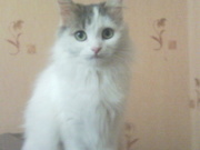 отдам в хорошие руки кошку