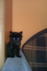 Супер-котята