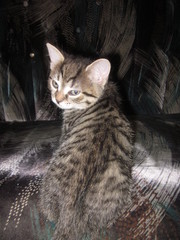 Продам британских котят ,  мальчик и девочка