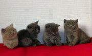 Продаются  клубные Британские котята,  шоу-класса. 