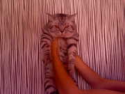 Британский кот -ВЯЗКА