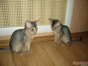 Абиссинские котята,  продажа,  Курск