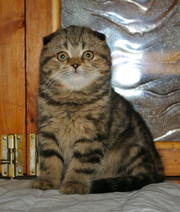 шотландские вислоухие котятки