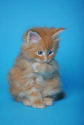 Котята породы МЕЙН-КУН.