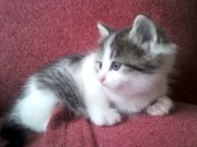 Кошечка !!! пушистая!!!