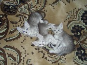 3 ласковых котенка ждут своих любящих хозяев.