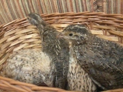 Продаю молодь перепелов