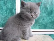 Британские  котята