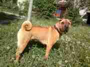 Шар-пей щенки 