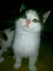 Котята в добрые руки,  Казань