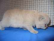 Котенок британской кошки