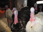 ГУСИ , ИНДЮКИ , ПЕРЕПЕЛА , УТКИ, ЦЕСАРКИ, КЛЕТКИ, КОМБИКОРМ