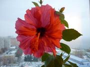 гибискус(китайская роза)