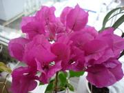  бугенвиллея