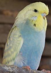 Продам Чехов на любой вкус