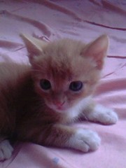 Отдам  котят