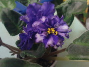 фиалки сортовые молодые цветущие