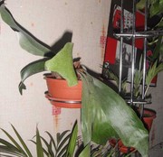 платицериум или Плоскоро́г