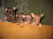 Продаю щенков РУССКИЙ ТОЙ