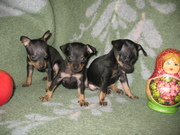 ЩЕНКИ РУССКОГО ТОЯ ОТ ЭЛИТНЫХ СОБАК