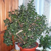 Толстянка портулаковая