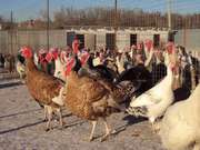 Домашние индюки,  утки,  гуси