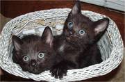 Котята очаровашки в дар