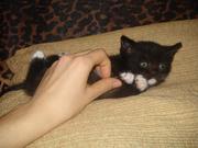 Миленькй глупыш редкого окраса