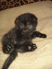 Маленькая вислоухая пантера