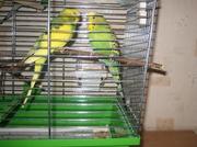 Пара молодых волнистых попугаев.