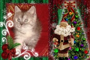 Шотландские кошечки-подарок под елочку)
