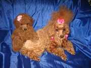 Продаются щенки абрикосового той-пуделя с документами.