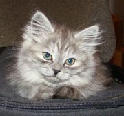 Котик-британец 2, 5 мес