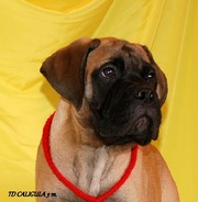 Щенки бульмастифа, питомник