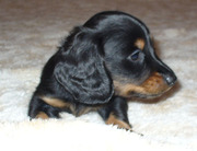 Рождественский подарок для истинных ценителей!