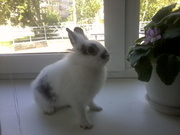 кролик декоративный