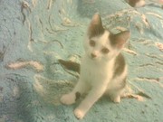 отдам кошечку добрым людям