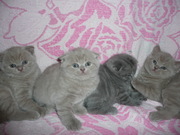 Продаю шотландских вислоухих котят