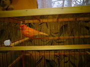  Продам   Канареек,    цветных  и  певчих  . Канарейка птичка для души 