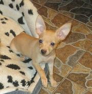 Той-терьера девочку шоу класса продам!!! 