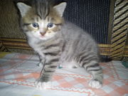 продам шотландских котят