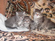 отдам котят в хорошие руки бесплатно 