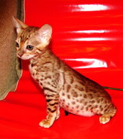 Бенгальские леопарды.