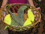 Волнистые попугайчики,  возраст 1, 5-2 мес. домашнего разведения