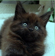 Мейн-Куны. Большая рысь