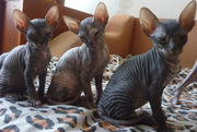 Продаются котята,  донской сфинкс. 