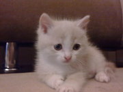 Милый симпатичный котенок