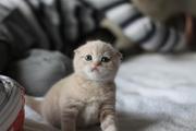 Шотландский вислоухий  (Скотиш фолд) котёнок с документами.