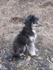 Потерялся кобель КХС в Краснолесье